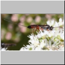 Lissonota fundator - Schlupfwespe w01a 8mm OS-Hellern Wiese det06.jpg